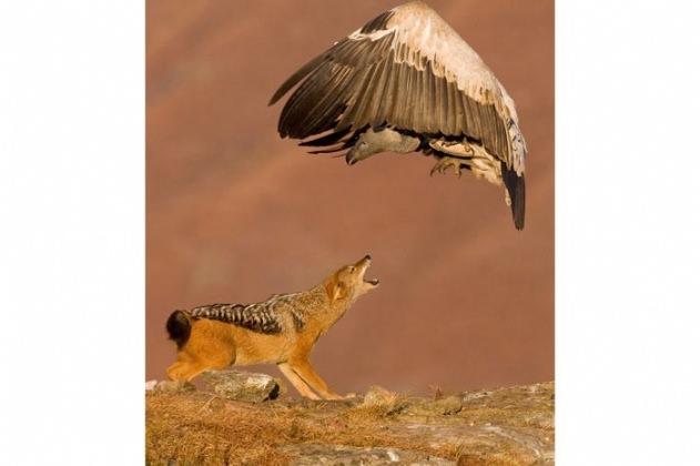 <p>Güney Afrika'daki Drakensburg Ulusal Parkı'nda doğada nadir görülen bir çekişme meydana geldi. Yüksek bir tepede gerçekleşen olayda bir çakal, akbabanın yemeğine ortak olmak istedi.</p>

<p> </p>
