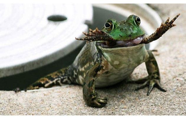 <p>Bullfrog cinsi kurbağanın ağzındaki bacakları gören ABD'li çift önce büyük bir şaşkınlık ve korku yaşadı. Bacon çifti ilk şokun ardından şahit oldukları bu sahneyi ölümsüzleştirmek istedi ve kamera kaydına girdi.</p>

<p> </p>
