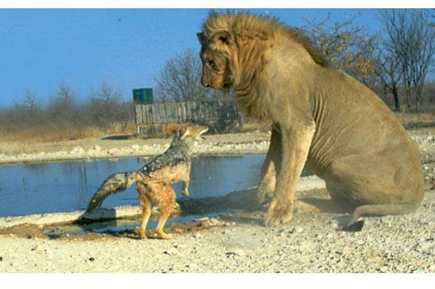 <p>Cesareti bedeninden kat kat büyük çakal ile, aslan karşılaşırsa sonuç ne olur? Su içmek için bir birikintiye uzanan aslan geri kalktığında kazayla etrafında dolaşan çakalın üstüne oturdu. Ancak çakal kurtuldu.</p>

<p> </p>
