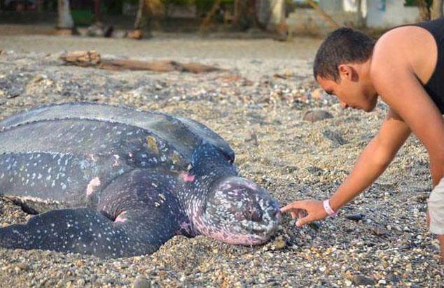 <p>Normalde zararsız ve sevimli görünen Leatherback Kaplumbağa'sını ağzının içi şaşırtıyor. </p>

<p> </p>
