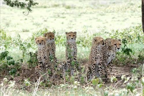 <p>Tanzanya'da Serengeti Ulusal Parkında bir antilop doğum yaptı.</p>

<p> </p>
