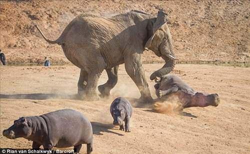 <p><strong>Yavrusu için kendini feda etti </strong><br />
Vahşi yaşam fotoğrafçısı Rian Van Schalkwyk'ın Afrika ülkesi Namibya'da çektiği görüntüler, bir annenin yavrusunu kurtarmak için her türlü eziyete katlanabileceğini gösterdi.</p>