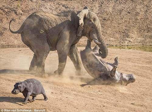 <p>Fotoğrafçı, Windhoek'te yavrusuyla gezen su aygırının öfkeli fille mücadelesini görüntüled</p>
<p> </p>