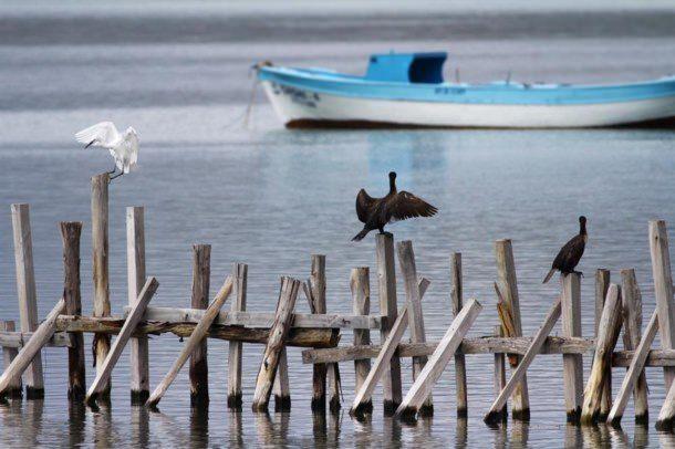 <p>&Ouml;ğrenciler kuş g&ouml;zleminde g&ouml;&ccedil; zamanı olduğu i&ccedil;in &ccedil;ok sayıda t&uuml;r g&ouml;rme şansını yakaladı. G&ouml;zlem yapılan b&ouml;lgelerde &ouml;ğrenciler elmabaş patka, bahri, yalı &ccedil;apkını, arap b&uuml;lb&uuml;l&uuml;, karabatak, k&uuml;&ccedil;&uuml;k ve gri akbalık&ccedil;ıl, kaya g&uuml;vercini, sakar meke, sarı ve ak kuyruk sallayanlar, g&uuml;m&uuml;ş martı, balık kartalı, k&uuml;&ccedil;&uuml;k halkalı cılıbıt, tepeli toygar, saz tavuğu, şahin, kır kırlangıcı, k&uuml;&ccedil;&uuml;k batağan, saz delicesi, akkarınlı ebabil, alakarga, d&uuml;d&uuml;k&ccedil;&uuml;n, &ccedil;eltik&ccedil;i, kırlangı&ccedil;, ser&ccedil;e gibi kuş t&uuml;rlerini teleskopla yakından izleme fırsatı buldu.</p>
