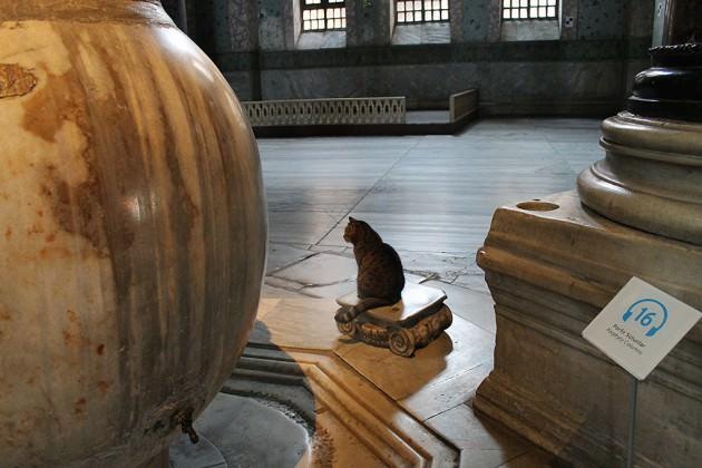 Gli adı verilen kedi yıllardır Ayasofya'da yaşıyor.