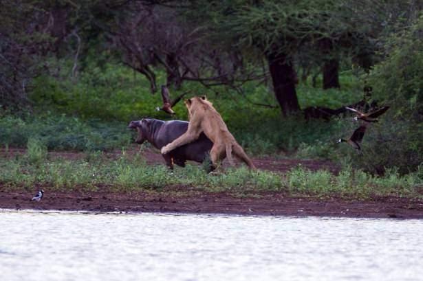 <p>En tehlike memelilerden olan su aygırı, Afrika'da her yıl aslanlar ve fillerden daha çok insan öldürüyor.</p>

<p> </p>
