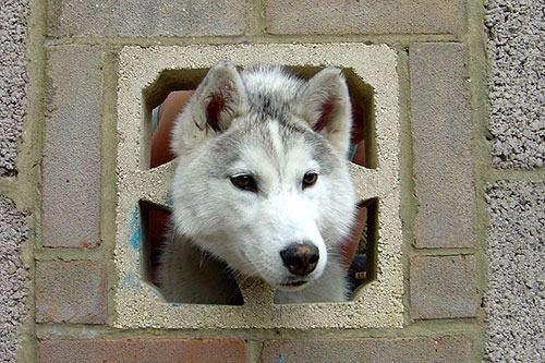<p>Keano adlı 6 aylık bir haski cinsi köpek, kafasını tuğladan bir duvara sıkıştırdı. Hampshire’da yaşanan olayda köpek yara almadan kurtarıldı.</p>

<p> </p>
