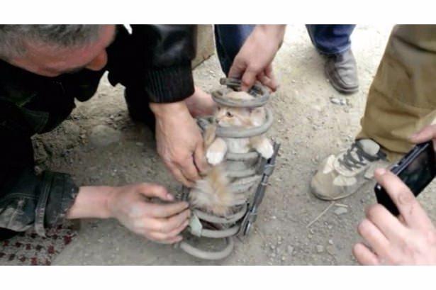 <p>Rusya'da meydana gelen olayda 50 km yol aldıktan sonra yakıt almak için bir benzin istasyonunda duran Bouranin, aracından gelen miyavlama sesleri üzerine aracını incelemeye başladı. </p>

<p> </p>

<p> </p>
