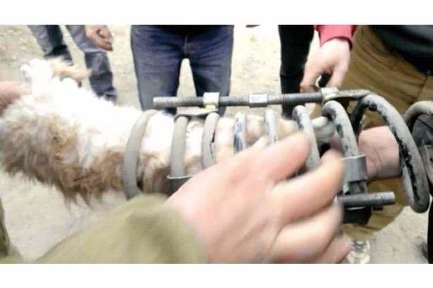 <p>Süspansiyonlarına sıkışan kediyi farkeden Bouranin, kediyi kurtarmak için istasyonda bulunanlardan yardım istedi. </p>

<p> </p>
