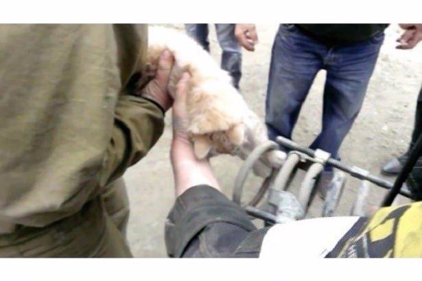 <p>Araç sahibi ve etrafındakiler kediyi çıkarmayı başaramayınca istasyona polis ve itfaiye çağırıldı. </p>

<p> </p>
