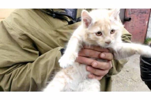 <p>Uzun uğraşlar sonucu sıkıştığı yerden çıkarılan kedi herhangibir yara almadan kurtulmayı başardı.</p>

<p> </p>
