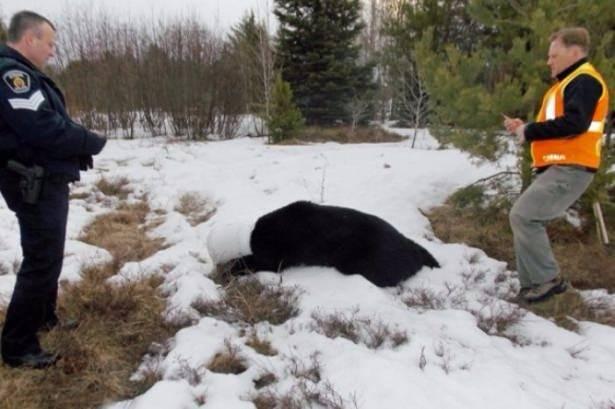 <p>Çizgi film sahnesini andıran olay mahalle sakinlerinin kafasında plastik kavanoz olan bir ayının etrafa çarparak gezdiğini görmesiyle ortaya çıktı. Mahalle sakinleri Sabah 5:30 saatinde durumu polise bildirdi.</p>

<p> </p>
