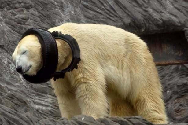 <p>Çek Cumhuriyeti'nin başkenti Prag'daki hayvanat bahçesinin sakinlerinden olan bir ayı, bulduğu lastiği kendine oyuncak ettikten sonra kafasına geçirdi. </p>

<p> </p>
