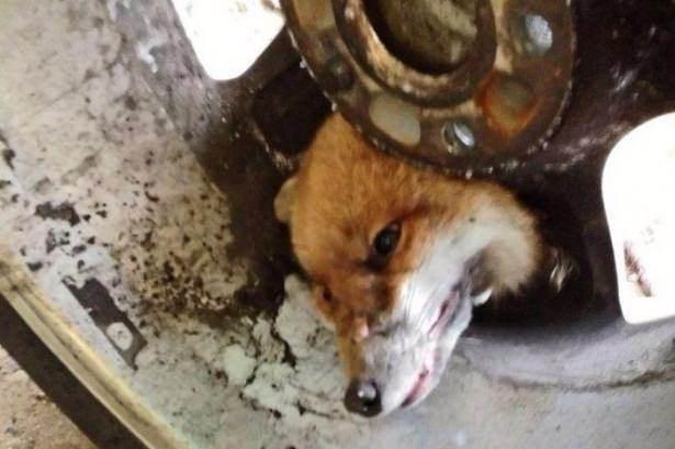 <p> Kafasını sıkıştırdığı otomobilin cantında yaklaşık 45 dakika kalan tilki kurtarıldıktan sonra vahşi yaşam hastanesinde tedavi edilip serbest bırakıldı. Bir görevli "Canta sıkışmıştı, kendi başına kurtulamıyordu. İtfaiyeyi aradık ve onlar geldi kurtardı" dedi.</p>

<p> </p>
