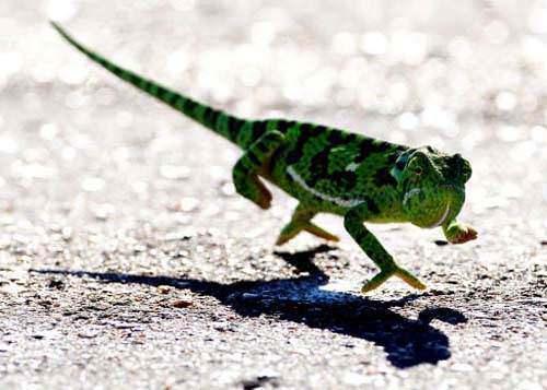 <p>Bukalemunların dilleri,vücutlarından iki kat uzundur.</p>
