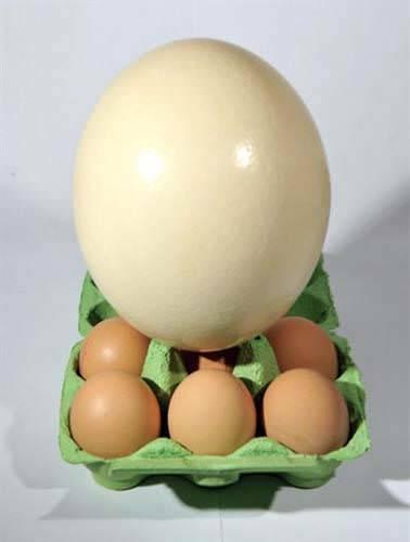 <p>En büyük kuş yumurtası devekuşunundur. 15 - 20 santimetre uzunluğunda ve ortalama 1.7 kilogram ağırlığındadır. Kaynatılarak pişirilmesi 40 dakika sürer.</p>