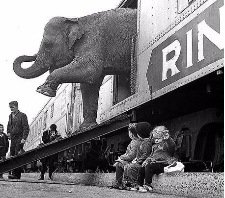 <p>Ringling Kardeşler Sirkine ait bir fil trenden iniyor, New York Yıl 1963</p>

<ul>
</ul>
