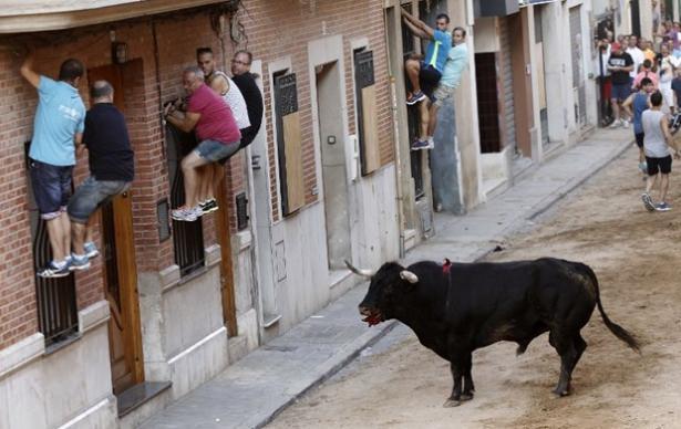<p>İspanya'da boğa festivali</p>

<p>İspanya'nın Valencia kentine yakın Meliana kasabasında hafta sonu boğa festivali vardı. Sokağa salıverilen azgın boğaların önünde koşan bazı maceraperestler zor anlar yaşadı.</p>
