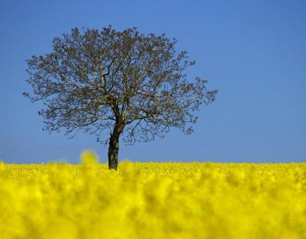 <p>Çiçeklerin arasında bir ağaç...</p>

<p>Lozan / İsviçre</p>
