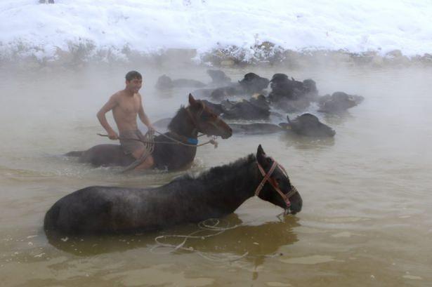 <p>Dondurucu soğuğa rağmen Köylüler At arabalarında koştuğu atlarını ve besledikleri Mandaları etrafı karla kaplı kaplıcaya götürerek yıkıyorlar. </p>
