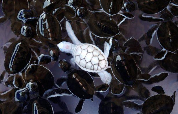 <p>Her türün kendine öz renkleri, desenleri vardır. Ancak bazen gördükleriniz şaşırtıcı olabilir. Milyonda bir ihtimalle bile olsa bazı genetik sebeplerden yada Albino hastalığından dolayı hayvanlar alışılmışın dışında beyaz renklere sahip olabiliyor. İşte o örneklerden bazıları;<br />
<br />
Kaplumbağa</p>
