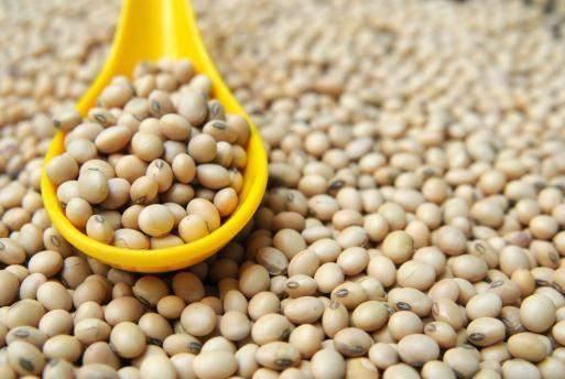 <p><strong>7-</strong> Soya</p>
