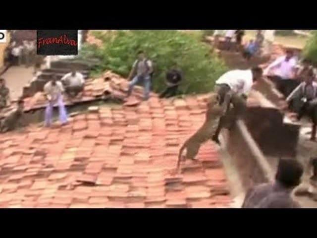 <p>Tavan arasındaki takırtıların büyük bir fare veya kuştan geldiğini sanarak çevreye toplanan köylülerden ürkerek insanlara saldıran leopar önüne gelene saldırdı.</p>

<p> </p>
