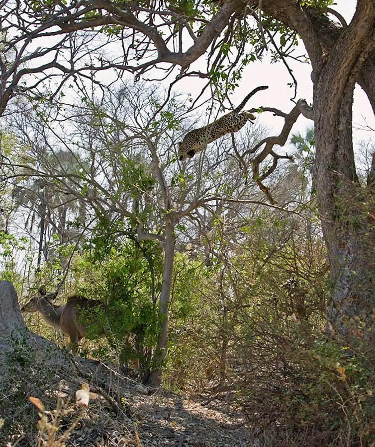 <p>Botswana'da bulunan ve vahşi yaşam açısından zengin Okavango Deltası'nda ağaçların gölgesinde dinlenmeye çalışan antilop hiç beklemediği bir anda ölümle burun buruna geldi.</p>

<p> </p>
