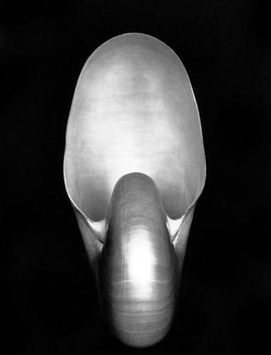 <p>17. Edward Weston "Nautilus" (1927) 1,105,000 dolar</p>

<p> </p>
