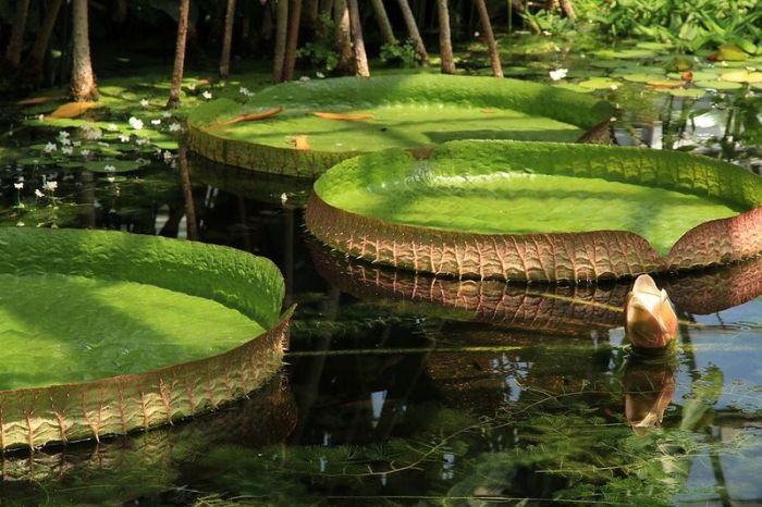 <p>Amazon Nehri, yaklaşık yıllık ortalaması 180.000 m³/sn olan debisiyle ve suladığı alanın büyüklüğü itibarıyla da birinci sıradadır. Denize döküldüğü Atlas Okyanusu kıyılarında genişliği yaklaşık 240'dir.</p>
<p> </p>