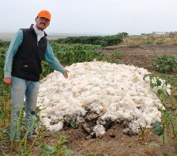 <p>Balıkesir’in Bandırma ilçesinde bir şirkete ait kümeslerde elektrik arızası yüzünden fanlar çalışmayınca 40 bin tavuk telef oldu.</p>

<p> </p>
