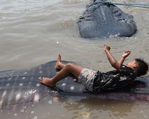 <p>Balık&ccedil;ılar balina k&ouml;pekbalıklarını kıyıya &ccedil;ekmeye &ccedil;alışırken, &ccedil;ocuklar ise okyanus sularında oynadı. Balina k&ouml;pekbalıklarının g&ouml;&ccedil; mevsiminden dolayı kıyıya yaklaştığı tahmin ediliyor.</p>

<p>&nbsp;</p>
