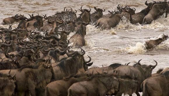 Binlerce Öküz Başlı Güney Afrika Antilopu Masai Mara Güvenli Yaşam Alanı’ndaki kabarmış nehri aşmaya çalışıyorlar.