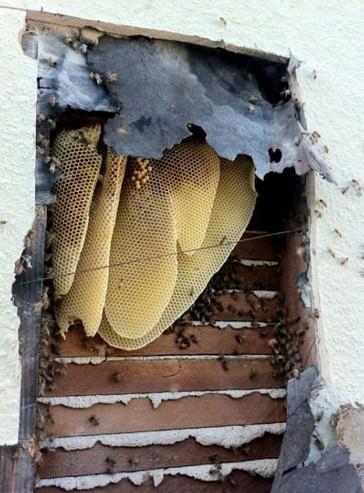 Sesin geldiğin tavan döşemesini açan adam içi bal dolu arı kovanıyla karşılaştı. 