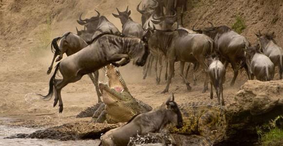 20 yıldır Afrika'da doğa fotoğrafçılığı yapan Eli Weiss, bir antilopun yaklaşık 500 kilogram ağırlığında timsahın dev çenesinden nasıl kurtulduğunu görüntüledi. Antilop, havada yaptığı anlık refleks ile timsahtan kurtulmayı başardı.