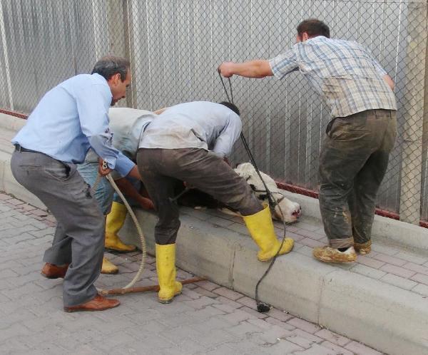 Şanlıurfa'da sahibinin elinden kaçan kurbanlık boğa 1 saatlik kovalamacanın ardından yakalanabildi