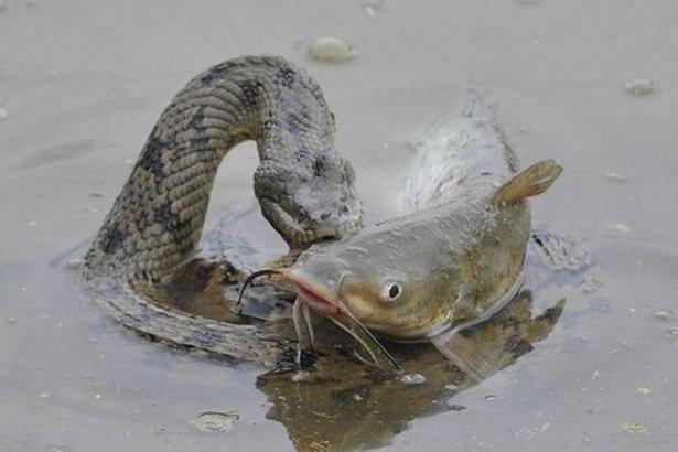 <p>Bir göletin içinde anakonda kamlumbağayı kıskıvrak yakaladı.</p>

<p> </p>
