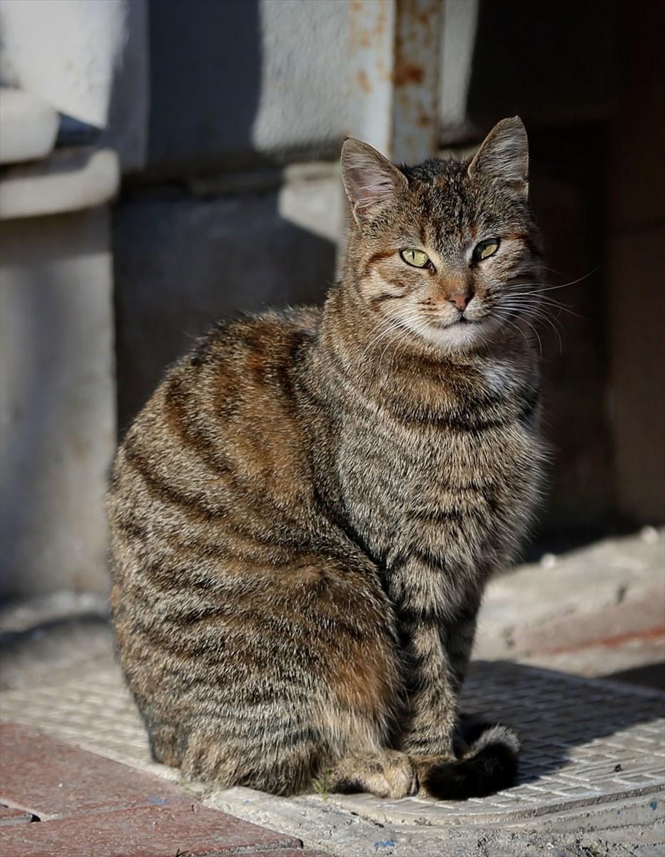 <p>İstanbul'a bir saat uzaklıktaki Heybeliada, kış aylarında da kedileri, martıları ve sakinliğiyle ziyaretçilerini bekliyor. </p>

<p> </p>
