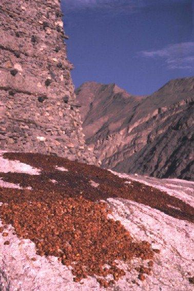 <p>Ancak Mirlik 1974 de Pakistan tarafından ilga edildi (ortadan kaldırıldı) ve Hunzakutlar tamamen Pakistan yasalarına tabi oldular.</p>

<p> </p>
