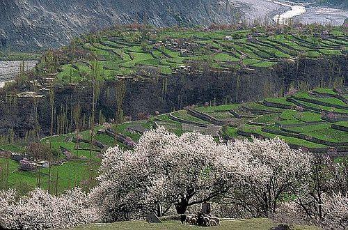<p>Hunza Vadisinden Hunza Nehri akıyor. Dağlardaki buzullar nehrin ve insanların su kaynağı.</p>