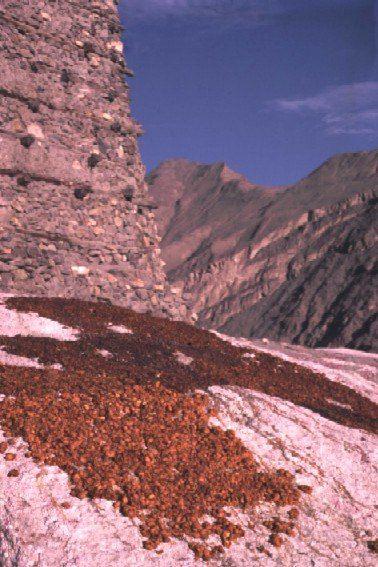<p>Ancak Mirlik 1974 de Pakistan tarafından ilga edildi (ortadan kaldırıldı) ve Hunzakutlar tamamen Pakistan yasalarına tabi oldular.</p>