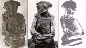 <p>1932 yılında Pedro Dağlarında bulunmuş bir mumya. (ABD ,Wyoming eyaleti , Casper şehrinin 60 mil güney batısı). Mumya koyu bronz renginde ve oldukça buruşmuş vaziyettedir. Hayattayken boyu 35 santimetreyi geçmiyordu! Röntgen ışınlarıyla yapılan incelemede bu canlının ağırlığının 5.5 kg. olduğu ortaya çıktı. Cinsiyeti erkekti ve bütün dişleri tamdı. Öldüğünde aşağı yukarı 65 yaşında idi. Mumya 350 gr. ağırığındadır. Alnı çok aşağıdadır. Ezik bir burnu ile büyük ve geniş burun delikleri vardır. Çok geniş ağzı ile incecik dudakları bulunmaktadır. Bu yaratık bilinen insan türlerinden çok daha küçüktü. Bazı araştırmacılara göre bu çok küçük boyutlarda olan bir ırkın üyesiydi.</p>