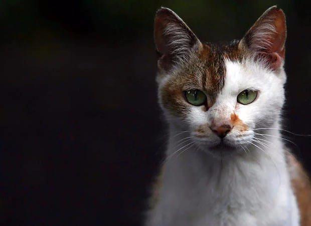 <p>Eski Mısır'da kediler kutsal kabul edilirdi. Kedi öldüren bir kişi, ölüme mahkum edilebilirdi.</p>

<p> </p>
