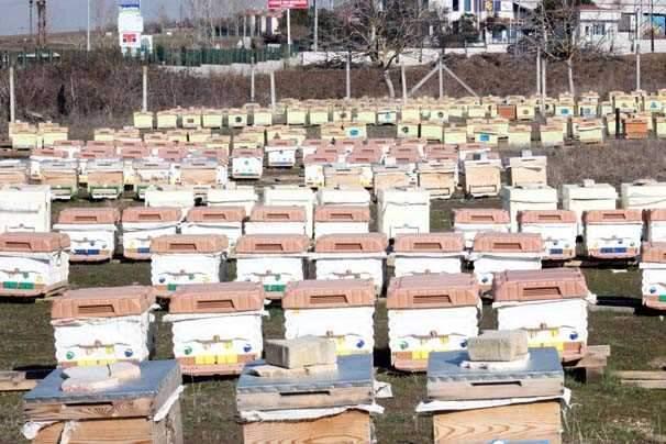 <p>Bilim insanlarının yaptığı araştırmalara göre, 'Yalancı Bahar' diye adlandırılan güneşin yüzünü gösterdiği kış aylarında dışarı çıkan arılar ölüyor. Yetkililer arı üreticilerini uyarıyor.</p>
