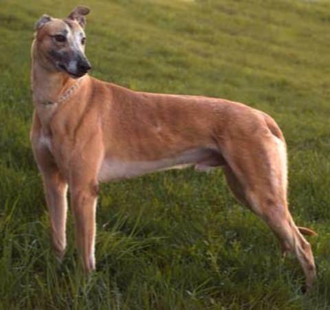 <p>Köpeklerin ter bezleri ayaklarındadır.</p>
<p> </p>