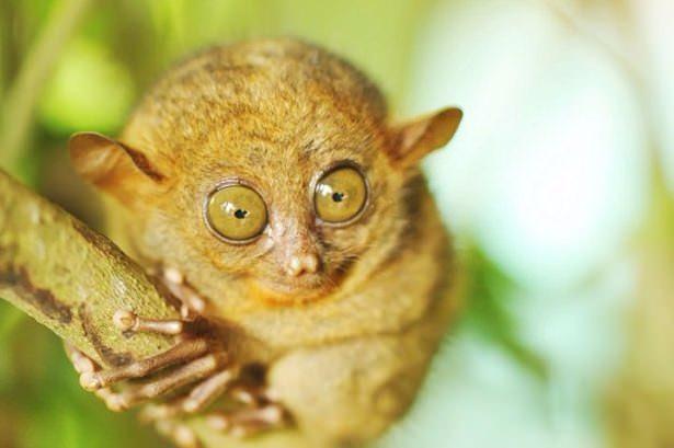 <p><strong>Tersiyer</strong><br />
<br />
Bu küçük primatların göz bebekleri beyinlerinden daha büyüktür. Bu hayvanlar sıçrama ve tırmanma konusunda çok beceriklidirler. Bir ağaç dalına tutunduklarında onları daldan ayırmak gerçekten çok güçtür.</p>
