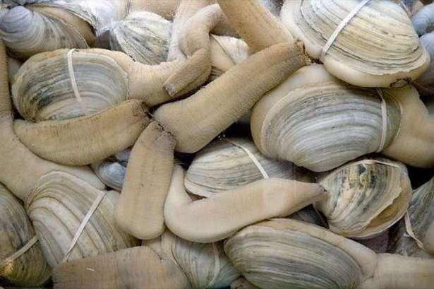 <p><strong>Geoduck</strong><br />
<br />
Panopea generosa olarak bilinen bu istiridyemsi canlının şekli biraz manidar. Uzun yaşaması ( 140 yıl ) ve bir seferde 5000 dişiyi dölleyebilmesi sebebiyle iktidarsızlığa çare olabileceği düşünülerek tüketilen bir canlıdır. Tek doğal düşmanı insanlardır.</p>
