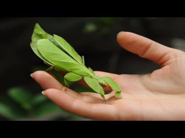 <p>Sığındığı yaprak üzerinde hareketsiz biçimde kilitlenen yaprak şekilli böcekler, rüzgara yağışa karşı gerçek yaprağın verdiği tepkileri de bire bir uygular.</p>
<p> </p>