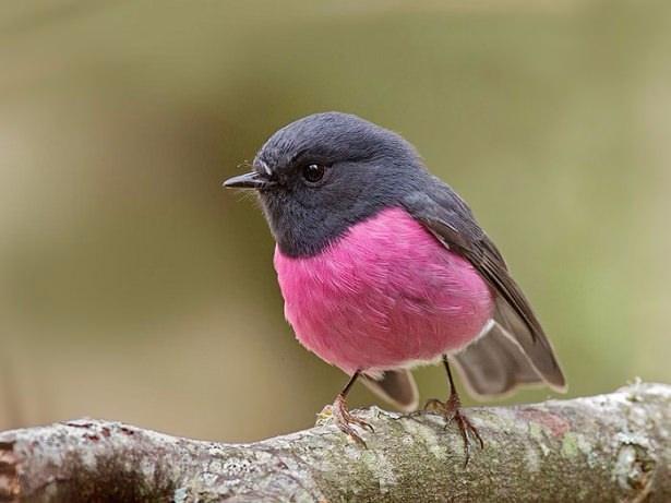 <p>Pembe renkte Kızılgerdan kuşu</p>
