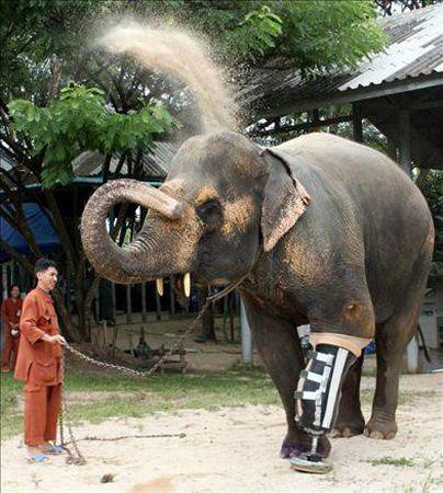 <p><strong>Motola</strong><br />
Myanmar-Tayland sınırında mayına basarak ayağını kaybeden 48 yaşındaki fil Motola, üç yıl kas egzersizinden sonra geçen Ağustos’ta protez ayağına kavuştu.</p>
